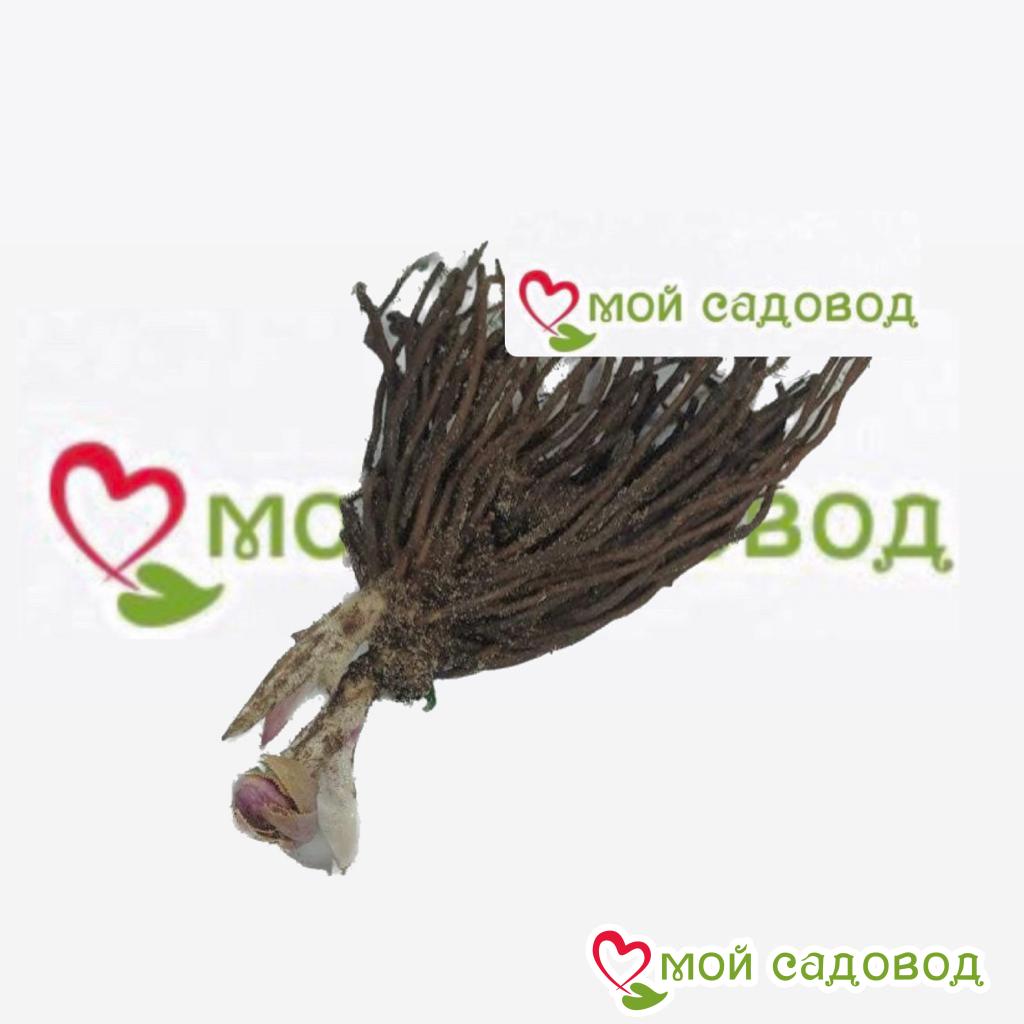 Хосты Комплект